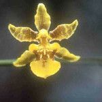 Oncidium ensatum Çiçek