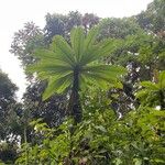 Lobelia giberroa Leaf