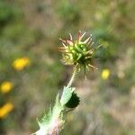 Medicago polymorpha Fruit