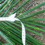 Attalea maripa Folha