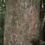 Sideroxylon borbonicum Kabuk