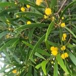 Acacia confusa Blüte