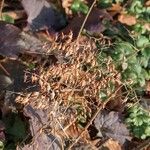 Heuchera micrantha Fruit