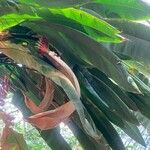 Heliconia rostrata Yaprak