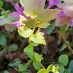 Origanum rotundifolium Květ