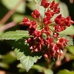 Physocarpus opulifolius Fruit