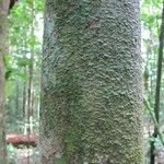 Macrolobium bifolium Cortiza
