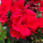 Pelargonium zonale Blomst