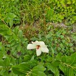 Hibiscus aculeatus Hàbitat