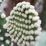 Opuntia microdasys Blad