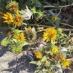 Grindelia integrifolia 花