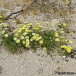 Malacothrix glabrata Flower