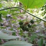 Smilax rotundifolia Frukt