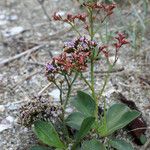 Limonium auriculiursifolium Хабит