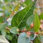 Abelia × grandiflora Lapas