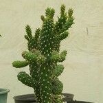 Cylindropuntia fulgida Habitus