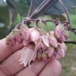 Solanum betaceum 花