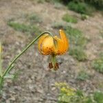 Erythronium grandiflorum Blüte