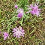 Centaurea stoebe Habitatea