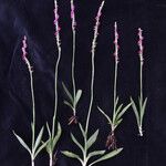 Spiranthes sinensis ᱛᱟᱦᱮᱸ