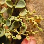 Fagonia latifolia Blad