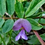 Tephrosia cinerea Fleur