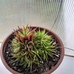 Haworthia angustifolia Foglia