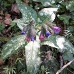 Pulmonaria affinisKvět