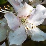 Rhododendron schlippenbachii Flor