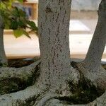 Fagus crenata പുറംതൊലി