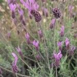 Lavandula pedunculata Flor