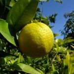 Citrus sinensis Annet