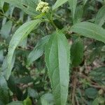 Baccharis punctulata Folha