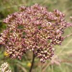 Seseli annuum Blüte
