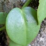 Peperomia urocarpa Leaf