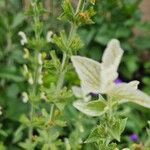 Salvia viridis Habit