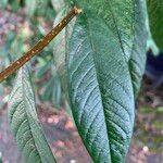 Cotoneaster frigidus Folha