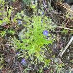 Trichostema dichotomum Flor
