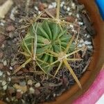 Echinocactus texensis Плод