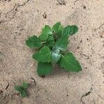 Chenopodium vulvaria Leaf