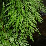 Odontosoria angustifolia List