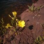 Oenothera argillicola Habitus