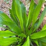 Plantago australis Deilen