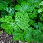 Geranium sylvaticumBlatt