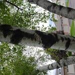 Betula populifolia Bark