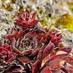 Sempervivum montanum Hoja