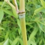 Phyllostachys aurea Кара