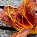 Hemerocallis minor Flors