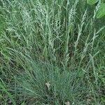 Festuca filiformis Flower