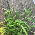 Digitaria ciliaris পাতা